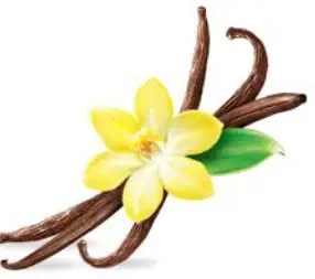 Crème glacée vanille